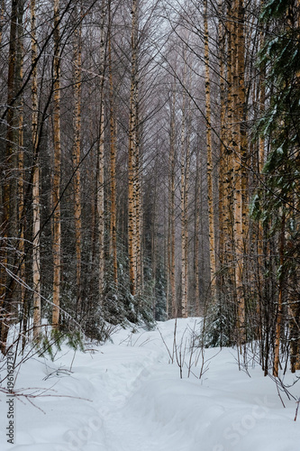 Trail in middle of birch trees