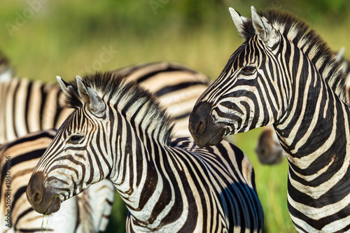 Fototapeta Naklejka Na Ścianę i Meble -  Zebras Wildlife Closeup animals alert late in day for predators.