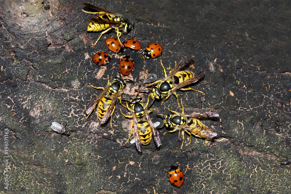 Hornets and ladybugs on tree bark Hornets and ladybugs on tree bark