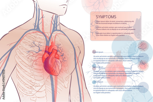 human circulatory vascular system