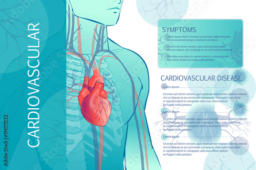 human circulatory vascular system