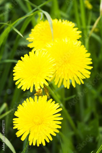 Fototapeta Naklejka Na Ścianę i Meble -  Yellow dandelions and green grass