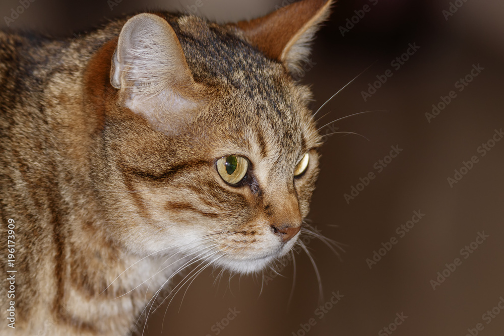 Head of gray tabby cat close-up on a blurred background