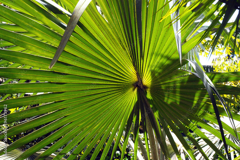 Palmier à balai, plante tropicale, Martinique (département d'outre-mer)  Stock Photo | Adobe Stock