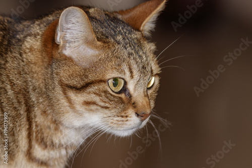 Head of gray tabby cat close-up on a blurred background © Emma