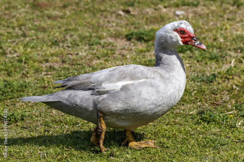 Grey muscovy duck going on green grass close-up
