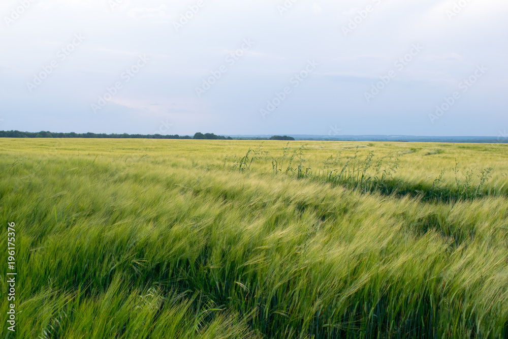 Field of barley in the Russian nature