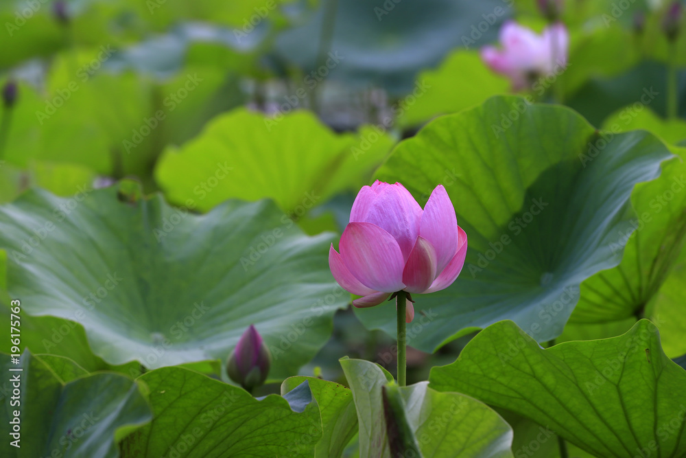 The lotus is in full bloom, in the pond
