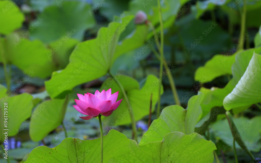 The lotus is in full bloom, in the pond