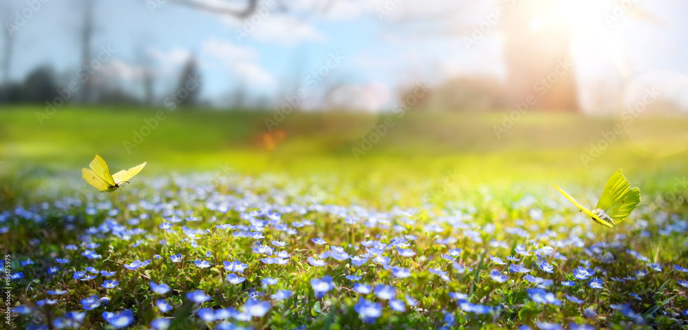 Fototapeta streszczenie natura wiosna tło; wiosenny kwiat i motyl