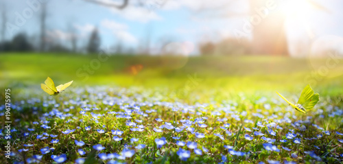 Fototapeta streszczenie natura wiosna tło; wiosenny kwiat i motyl