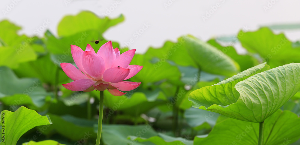 The lotus is in full bloom, in the pond The lotus is in full bloom, in the pond