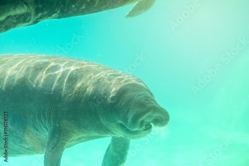 Manatee underwater with smiling face.