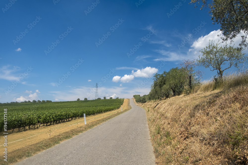 Naklejka premium Summer landscape in the Chianti region (Tuscany)