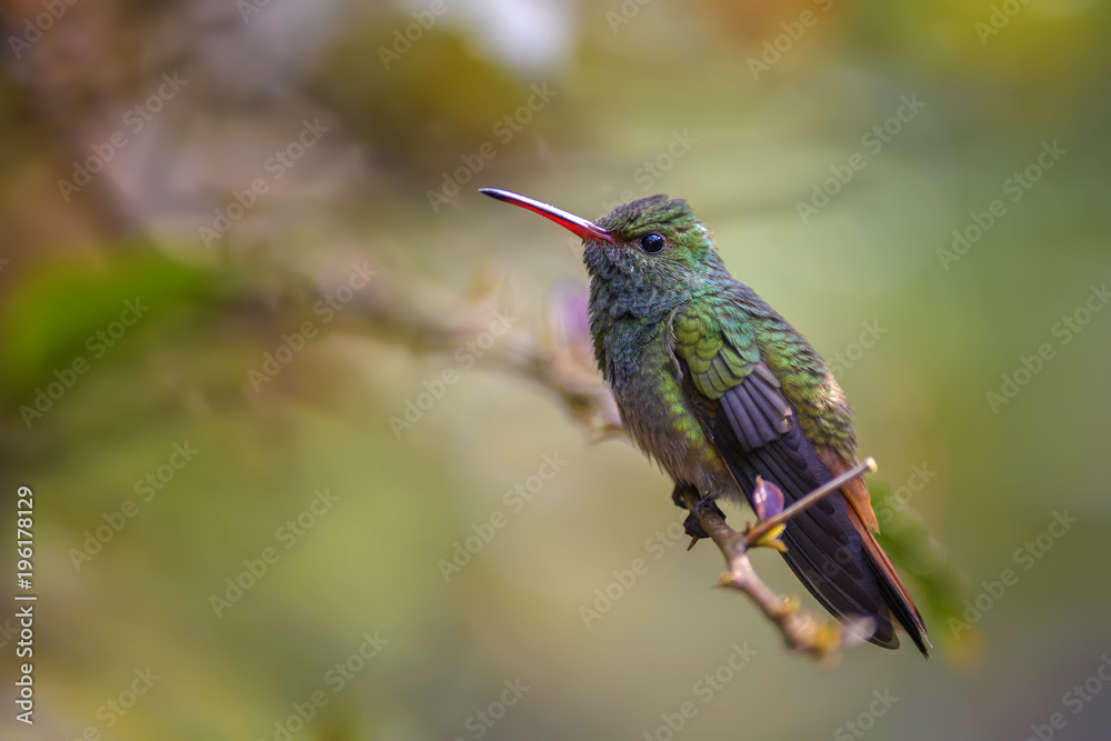 Fototapeta premium Rufous-tailed Hummingbird - Amazilia tzacatl, beautiful colorful small hummingbird from Costa Rica La Paz.