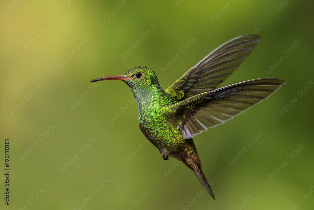 Fototapeta premium Rufous-tailed Hummingbird - Amazilia tzacatl, beautiful colorful small hummingbird from Costa Rica La Paz.