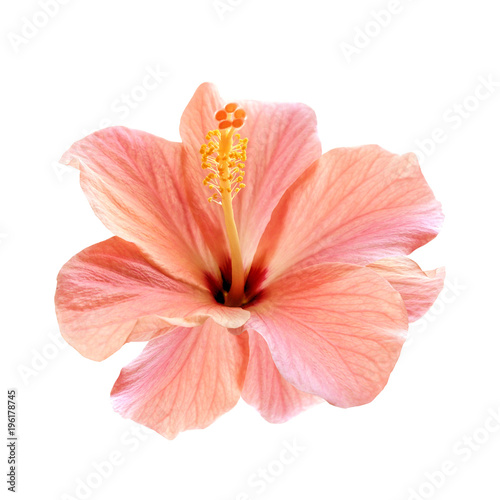 Fototapeta Naklejka Na Ścianę i Meble -  pink hibiscus flower isolated