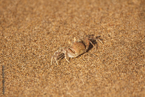 Small crab camouflaged on the beach sand