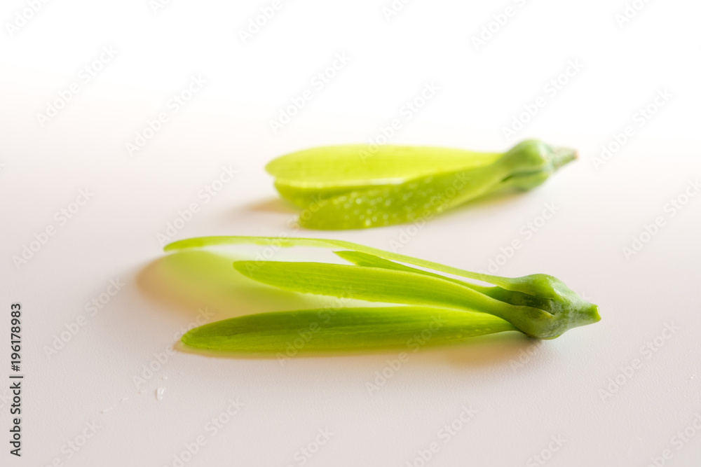 Fragile wing and young seed of White Meranti fall on white floor Fragile wing and young seed of White Meranti fall on white floor