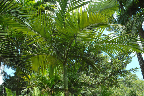 Palmiers  plantes tropicales de Martinique   D  partement d outre-mer 
