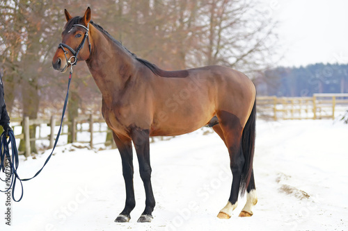 Young brown stallion standing outdoors on a snow in winter