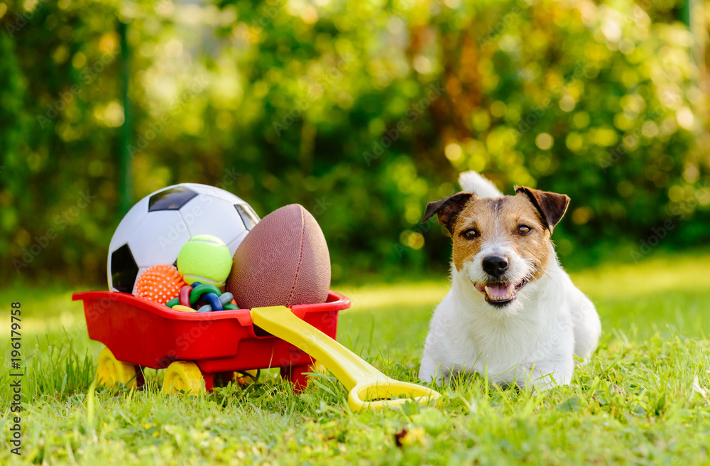 Dog with hoard of toys in cart inviting you to play StockFoto Adobe Stock