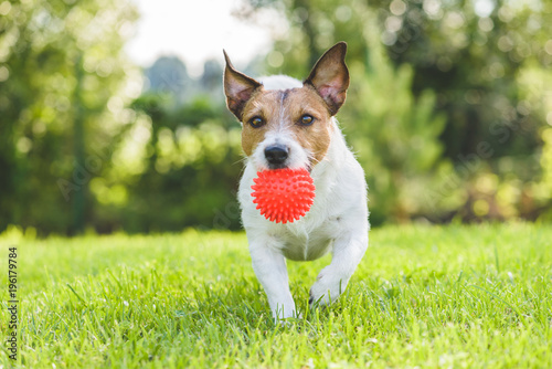 Jack Russell Terrier pet dog running with toy ball at backyard lawn