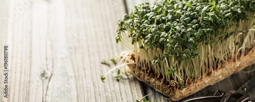 Garden cress, young plants on old wooden table. Lepidium sativum, edible herb. Microgreen. Peppery flavor and aroma. Also called mustard and cress, garden pepper cress, pepperwort or pepper grass.