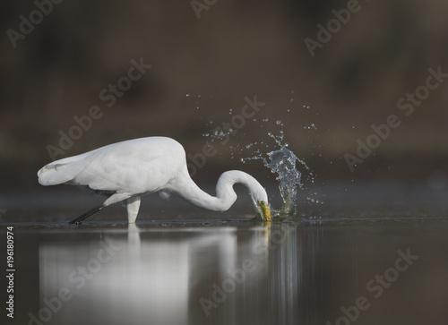 The Great White Egret hunting