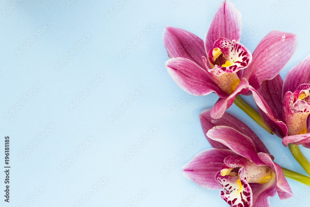 Naklejka premium Spa and wellness setting with orchid on blue background copyspace