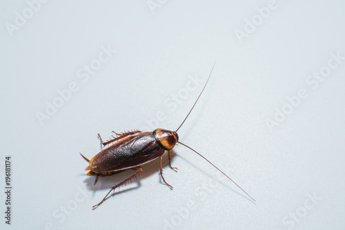 Cockroaches on gray background