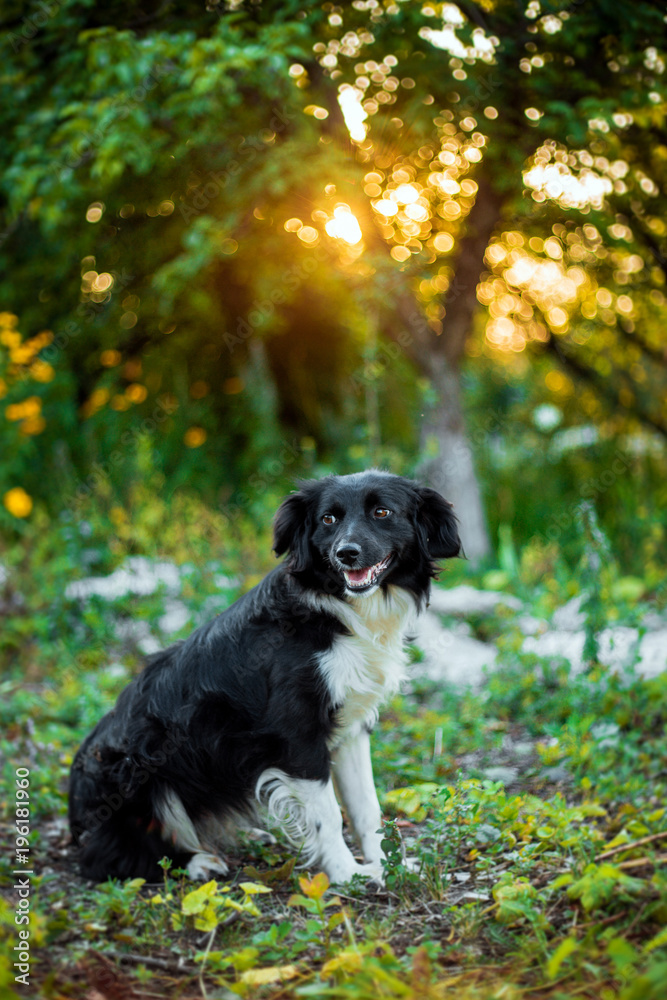 Beautiful dog in a summer garden in the rays of sunset
