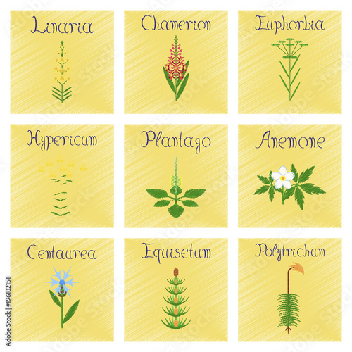 assembly shading style Illustrations Chamerion Linaria Euphorbia Hypericum Plantago Anemone Centaurea Equisetum