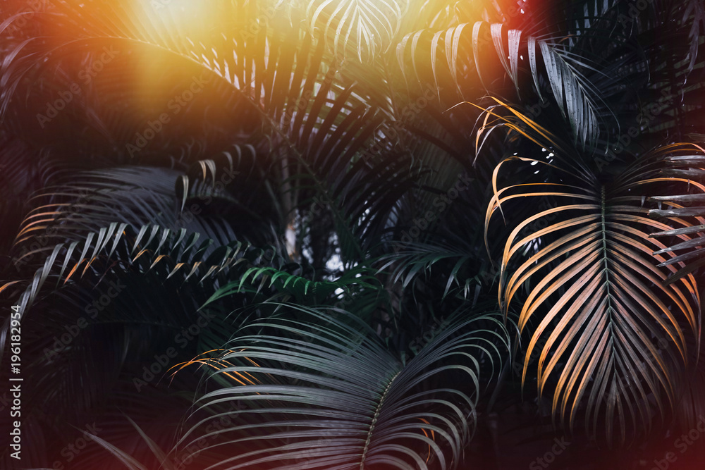 Deep dark green palm leaves pattern with bright orange sun flare effect. Creative layout, toned, horizontal