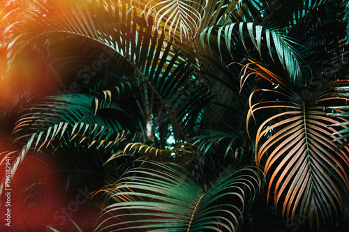 Obraz ciemnozielona palma z jaskrawym pomarańczowym światłem