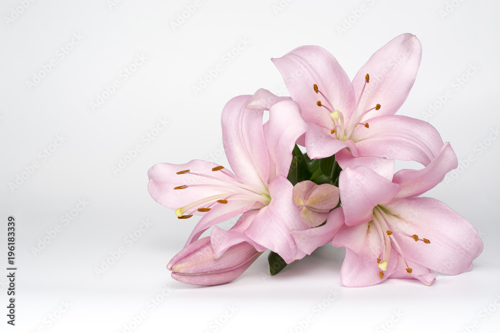 Beautiful pink lily  on a white background.