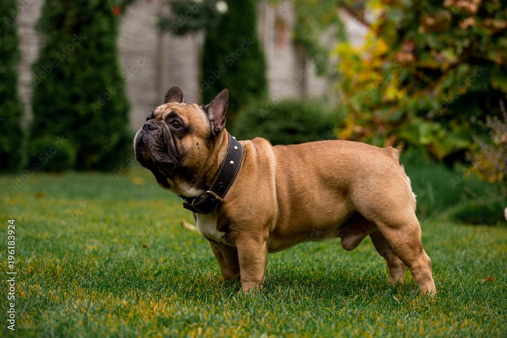 Beautiful French Bulldog in the autumn garden