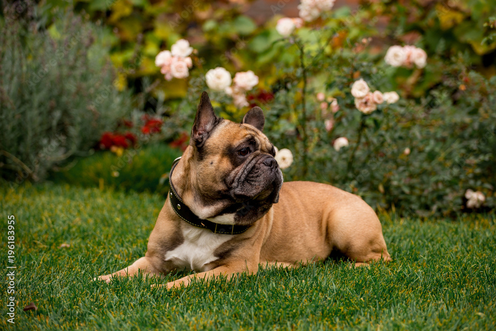 Beautiful French Bulldog in the autumn garden
