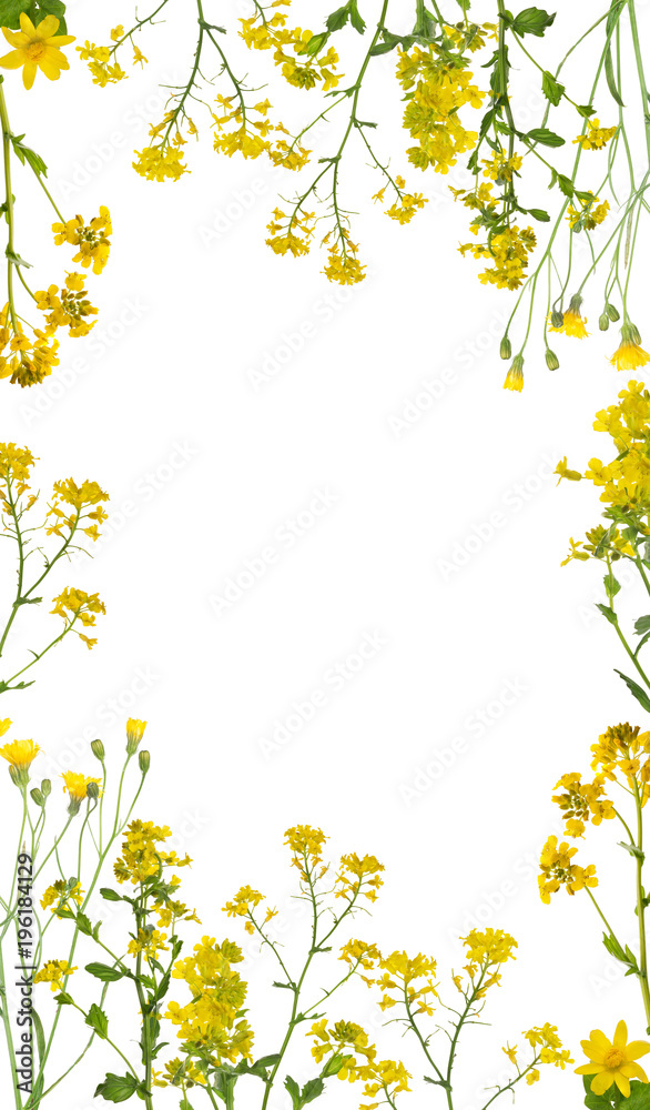 isolated  wild yellow flowers frame