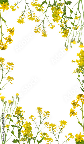 isolated wild yellow flowers frame