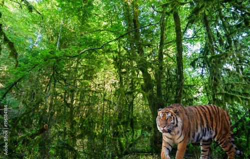 large tiger in landscape with green forest