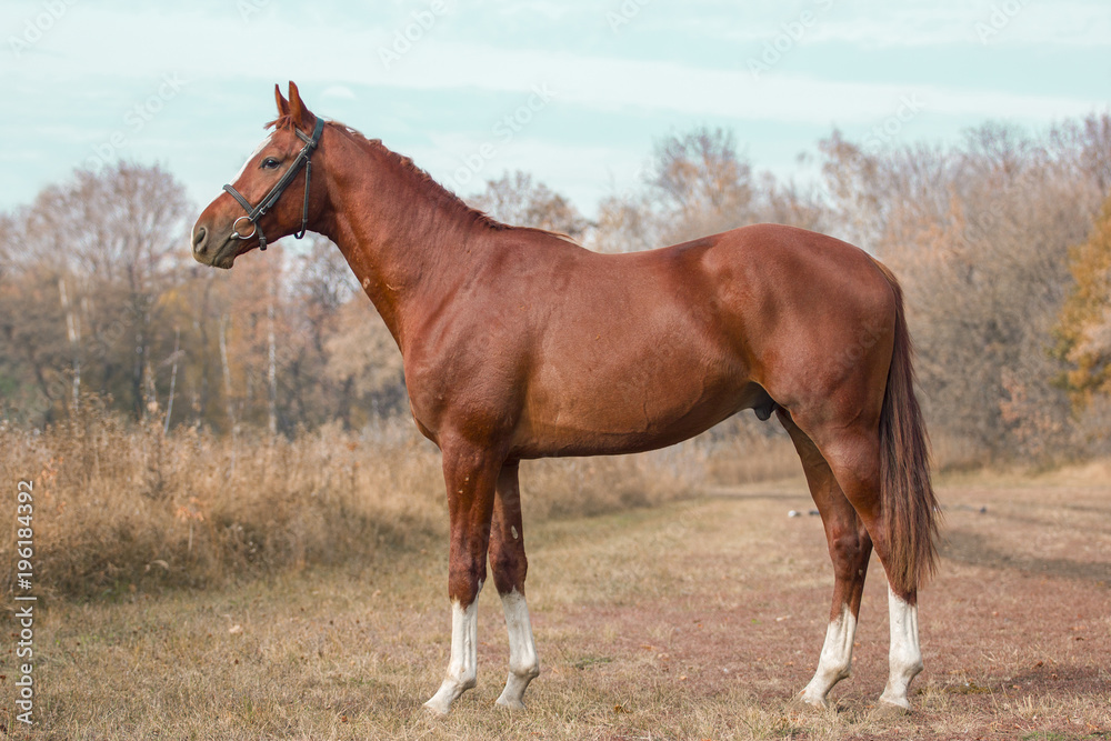 Exterior photo of a beautiful horse of the breed Ukrainian Horse Exterior photo of a beautiful horse of the breed Ukrainian Horse