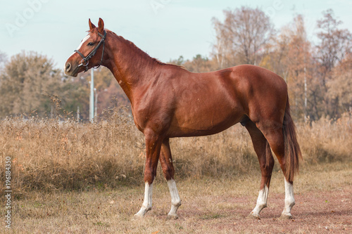 Exterior photo of a beautiful horse of the breed Ukrainian Horse