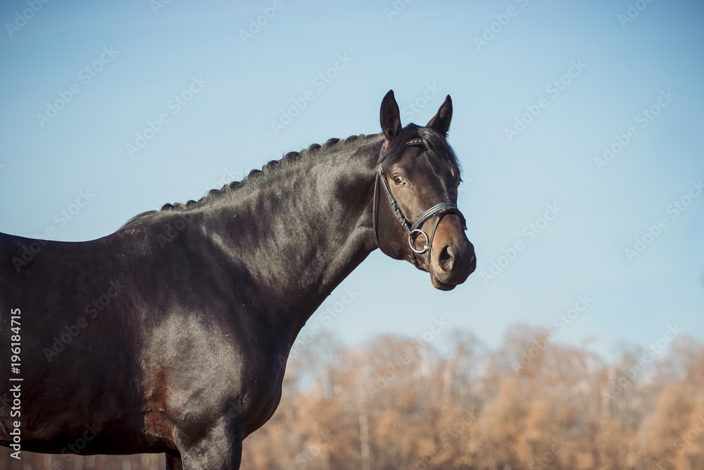 Fototapeta premium Exterior photo of a beautiful horse of the breed Ukrainian Horse
