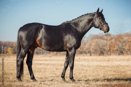 Exterior photo of a beautiful horse of the breed Ukrainian Horse