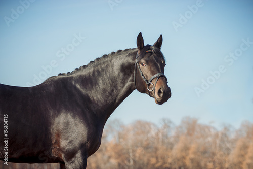 Exterior photo of a beautiful horse of the breed Ukrainian Horse © Мария Старосельцева