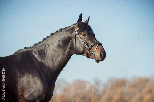 Exterior photo of a beautiful horse of the breed Ukrainian Horse © Мария Старосельцева