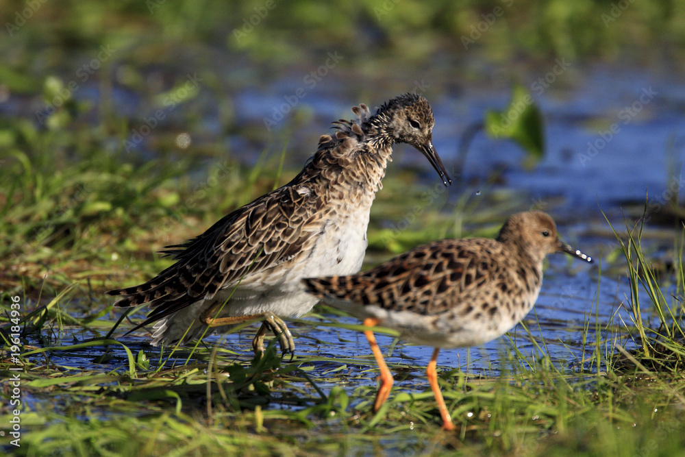Pair of mating Ruff birds on grassy wetlands during a spring nesting period Pair of mating Ruff birds on grassy wetlands during a spring nesting period