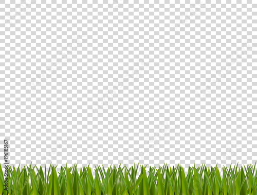 Green realistic grass  border on transparent background.