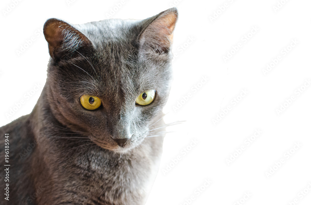 Gray cat on a white background